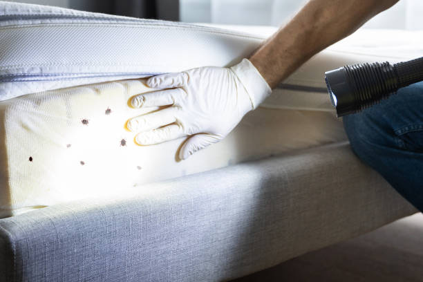 Best Flea Control Services  in Little Elm, TX