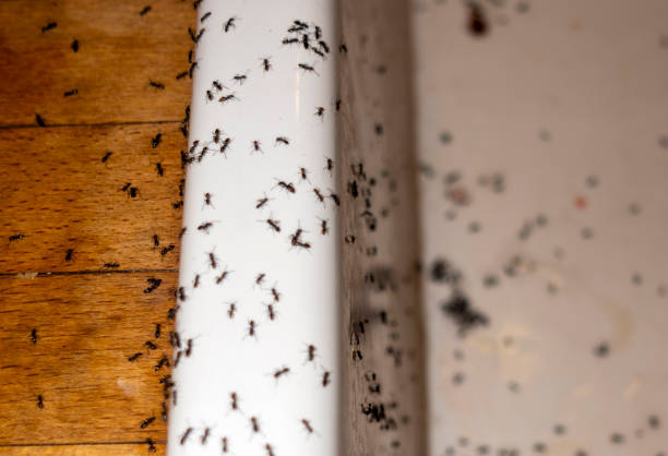 Best Pest Control Near Me  in Little Elm, TX