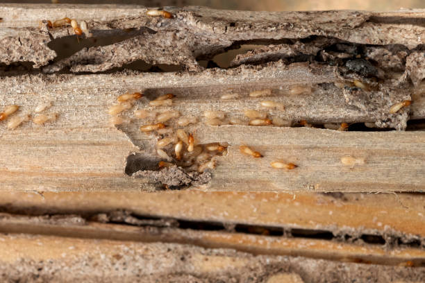 Reliable Little Elm, TX Pest Control Solutions